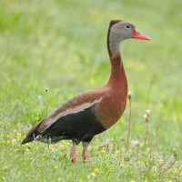 Black-bellied Whistling-Duck